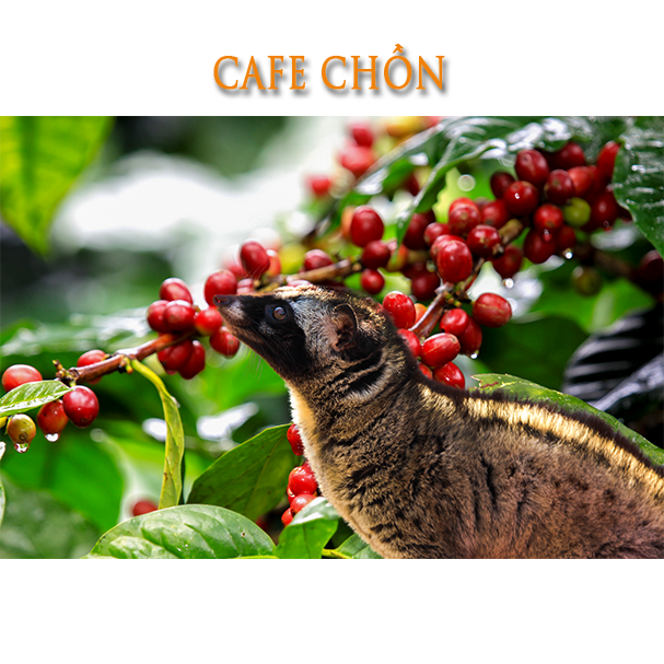 CAFE-chon