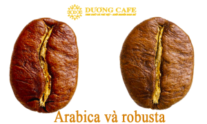 Robusta va arabica