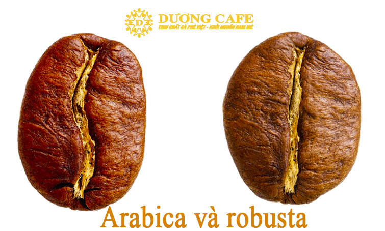 Robusta va arabica